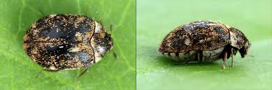 Attēlu rezultāti vaicājumam “Anthrenus museorum”