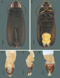 Attēlu rezultāti vaicājumam “Phosphaenus hemipterus male”