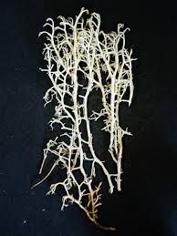 Attēlu rezultāti vaicājumam “Cladonia ciliata”