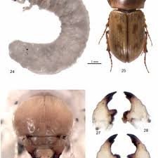 Attēlu rezultāti vaicājumam “Aphodius subterraneus imago”