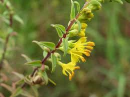 Attēlu rezultāti vaicājumam “Odontites vulgaris flower”