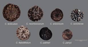 Attēlu rezultāti vaicājumam “Chenopodium polyspermum fruit”