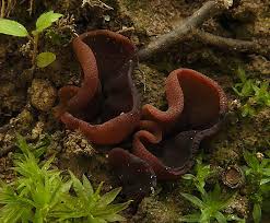 Attēlu rezultāti vaicājumam “Peziza badia”