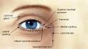 Eyelid Disorders: Diagnosis and Management - June 1, 1998 ...