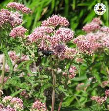 Attēlu rezultāti vaicājumam “Eupatorium cannabinum flower”