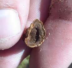 Attēlu rezultāti vaicājumam “Hymenochaete rubiginosa”