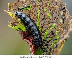 Attēlu rezultāti vaicājumam “Agelastica alni larva”