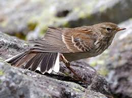 Image result for Anthus spinoletta