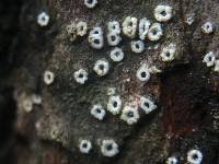 Attēlu rezultāti vaicājumam “Stictis”