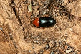 Attēlu rezultāti vaicājumam “Triplax aenea”