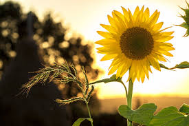 Attēlu rezultāti vaicājumam “Helianthus annuus flower”