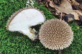 Attēlu rezultāti vaicājumam “Lycoperdon echinatum”