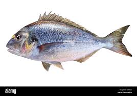 Image result for Sparus aurata