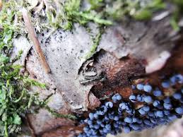 Attēlu rezultāti vaicājumam “Didymium serpula young”