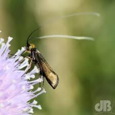 Attēlu rezultāti vaicājumam “Nemophora metallica”