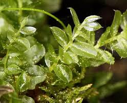 Attēlu rezultāti vaicājumam “Plagiomnium”