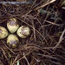 Attēlu rezultāti vaicājumam “Grus grus eggs”