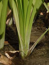Attēlu rezultāti vaicājumam “Sparganium neglectum fruit”