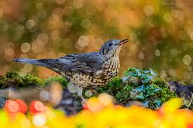 Attēlu rezultāti vaicājumam “Turdus viscivorus”