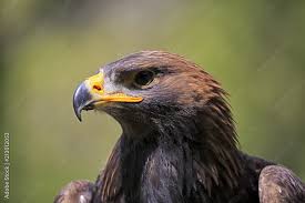 Attēlu rezultāti vaicājumam “Aquila chrysaetos adult”