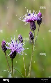 Attēlu rezultāti vaicājumam “Serratula tinctoria flower”