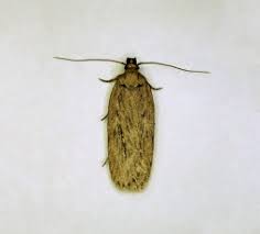 Attēlu rezultāti vaicājumam “Mythimna flammea”