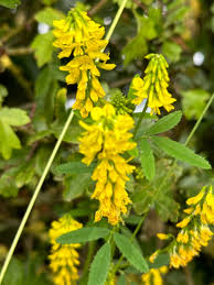 Attēlu rezultāti vaicājumam “Melilotus officinalis”