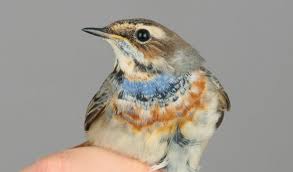 Attēlu rezultāti vaicājumam “Luscinia svecica adult”