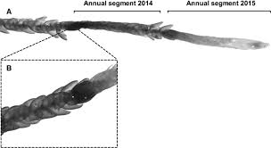 Attēlu rezultāti vaicājumam “Drepanocladus trifarius”