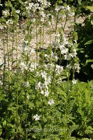 Image result for Polemonium coeruleum album
