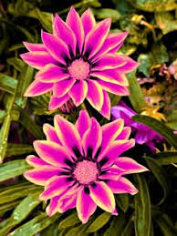 Image result for Gazanien