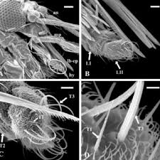 Attēlu rezultāti vaicājumam “Trichia longipalpis”