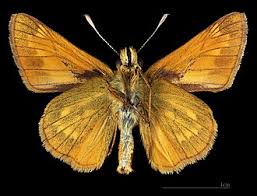 Attēlu rezultāti vaicājumam “Ochlodes sylvanus female”