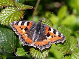 Attēlu rezultāti vaicājumam “Aglais urticae upperside”