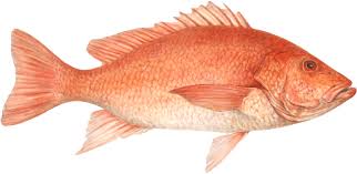 Image result for Rhomboplites aurorubens