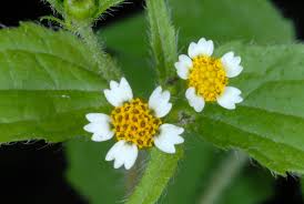 Attēlu rezultāti vaicājumam “Galinsoga quadriradiata flower”
