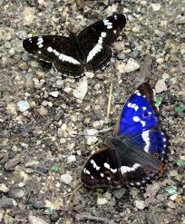 Attēlu rezultāti vaicājumam “Apatura ilia male”