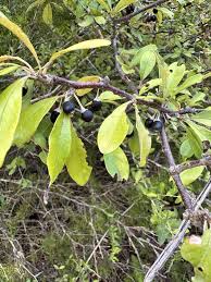 Attēlu rezultāti vaicājumam “Lycogala botrydium sessile”