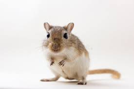 Image result for Gerbil