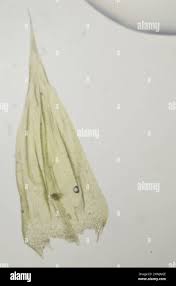 Attēlu rezultāti vaicājumam “Brachythecium albicans”