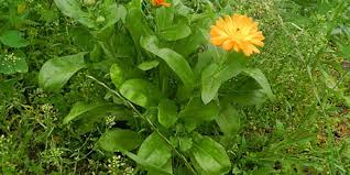 Attēlu rezultāti vaicājumam “Calendula officinalis leaf”