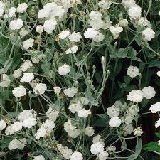 Image result for Lychnis coronaria alba