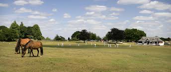 Image result for Forest Green Cricket Club