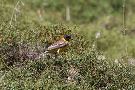 Image result for Emberiza melanocephala