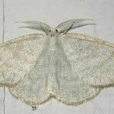 Attēlu rezultāti vaicājumam “Cabera exanthemata male”