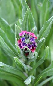 Attēlu rezultāti vaicājumam “Cynoglossum officinale flower”