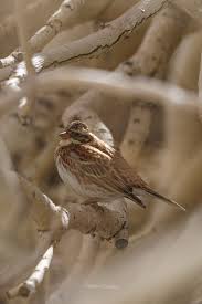 Image result for Emberiza rustica