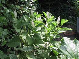 Attēlu rezultāti vaicājumam “Phytolacca acinosa leaf”