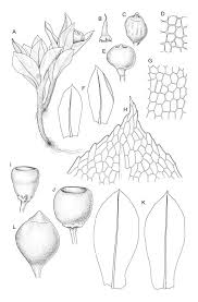 Attēlu rezultāti vaicājumam “Physcomitrium pyriforme”