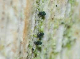 Attēlu rezultāti vaicājumam “Microcalicium disseminatum”